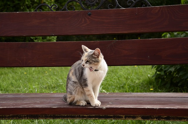 Free Cat Pet photo and picture