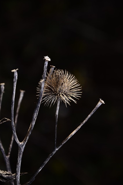 Free Thorn Nature photo and picture