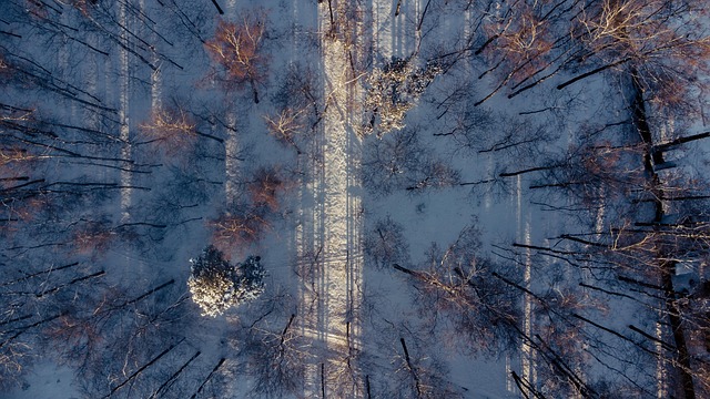 Free Snow Winter photo and picture
