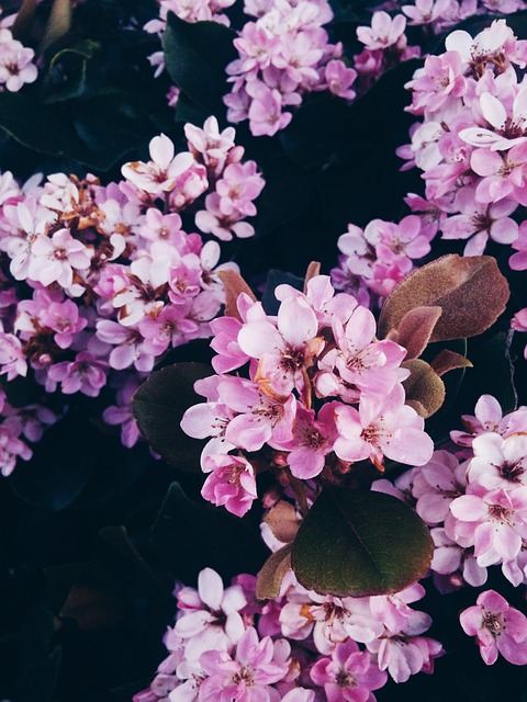 Bloem, Natuur, Woud, Rozen, Roos