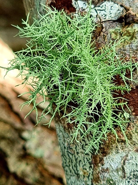 Free Lichen Tree photo and picture