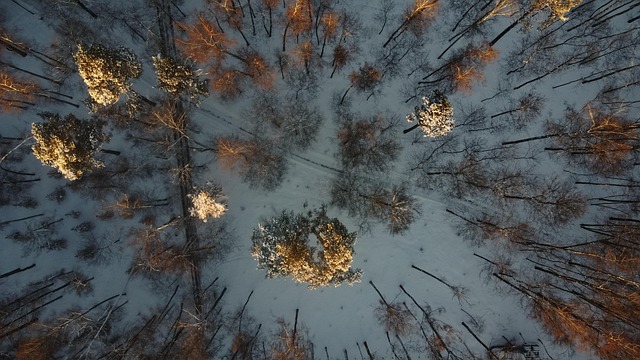 Free Winter Snow photo and picture