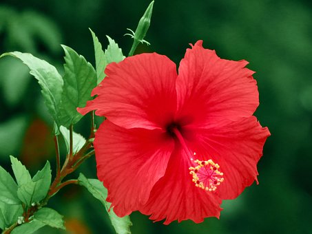 Hibisco, Flor, Planta, Hibiscus Rojo