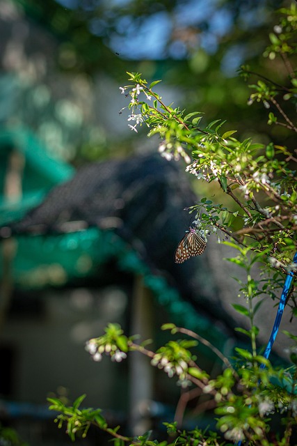 Free Butterfly Flower photo and picture