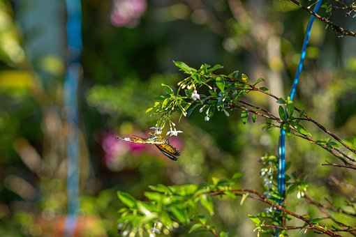 Free Flower Flower Wallpaper photo and picture