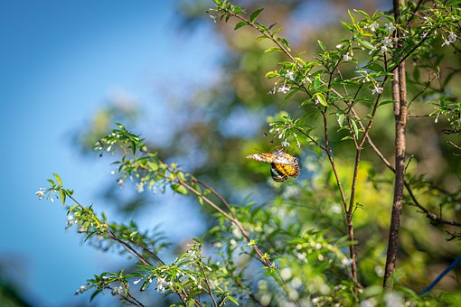 Free Flower Nature photo and picture