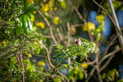 Free Flower Butterfly photo and picture