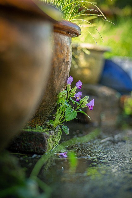 Free Flower Bloom photo and picture