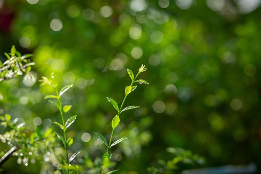 Free Tree Flower photo and picture