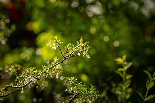 Free Tree Flower Wallpaper photo and picture