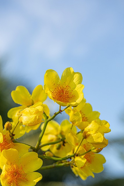 Free Flowers Flower Background photo and picture