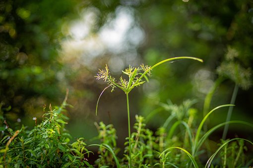 Free Grass Plants photo and picture