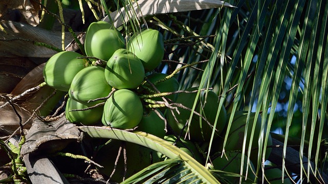 Free Coconut Coconut Tree photo and picture