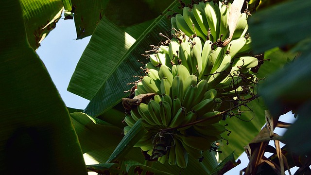 Free Banana Bananas photo and picture