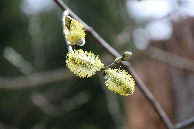Free Plant Nature photo and picture