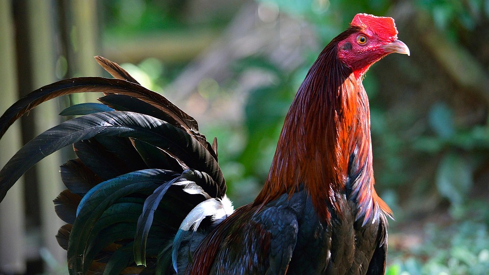 Rooster Chicken Bird - Free photo on Pixabay
