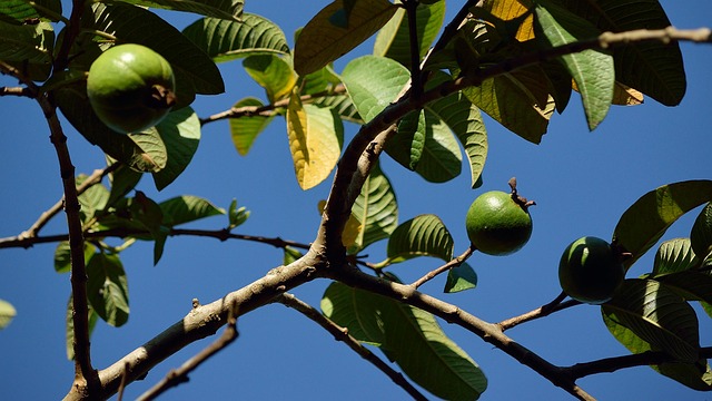 Free Guava Guava Tree photo and picture