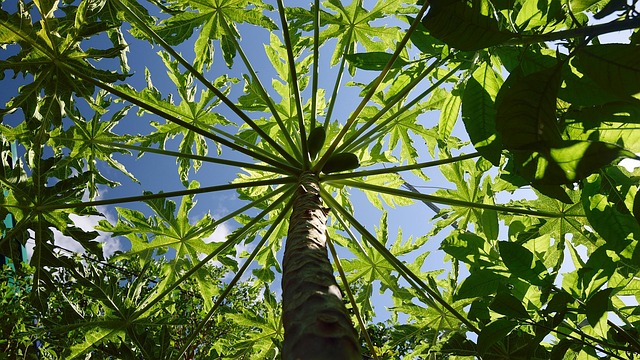 Free Papaya Fruit photo and picture