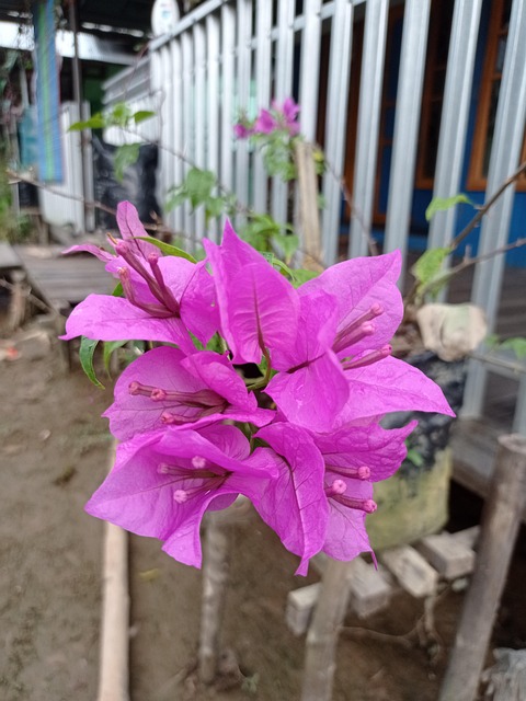 Free Flowers Plant photo and picture