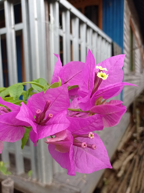 Free Plant Flower photo and picture