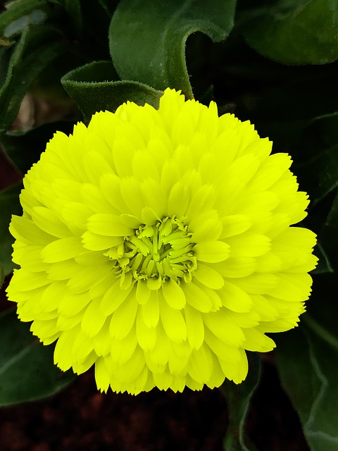 Crisantemo, Flor, Planta, Pétalos, Bloom