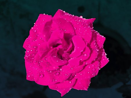 Rosa, Flor, Planta, Flor Rosa, Mojado