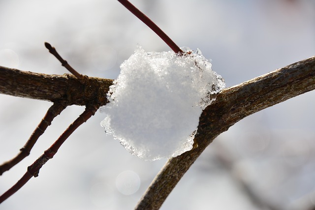 Filiais, Inverno, Neve, Temporada