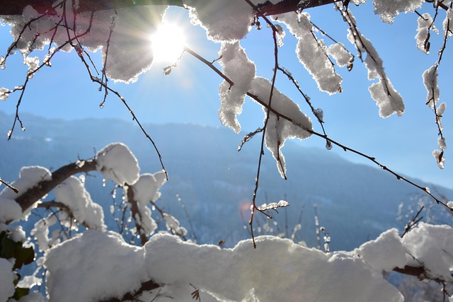 Galhos, Planta, Neve, Montanhas, Inverno