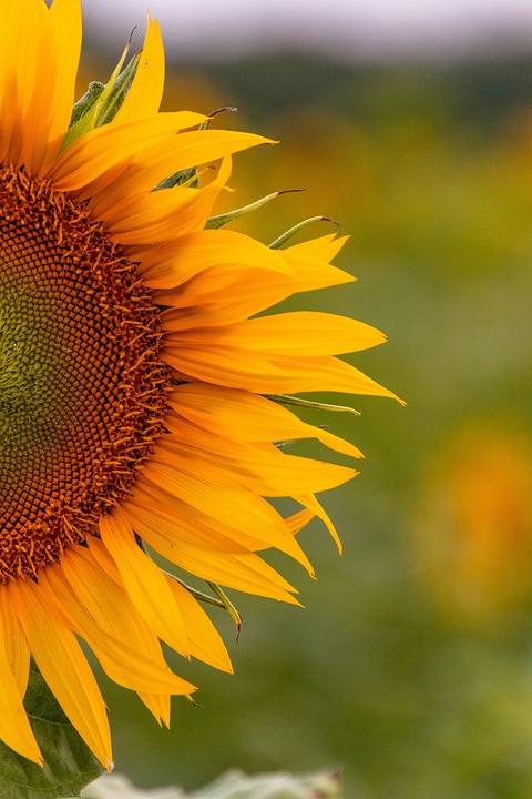 Sunflower Flower Yellow - Free photo on Pixabay