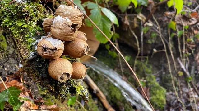 Free Mushrooms Forest photo and picture