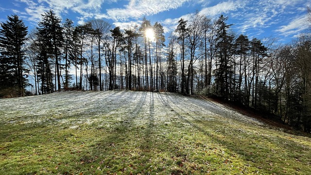 Free Nature Forest photo and picture