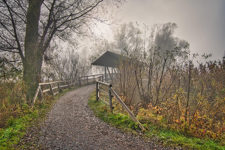 Autumn Forest Bridge - Free photo on Pixabay - Pixabay
