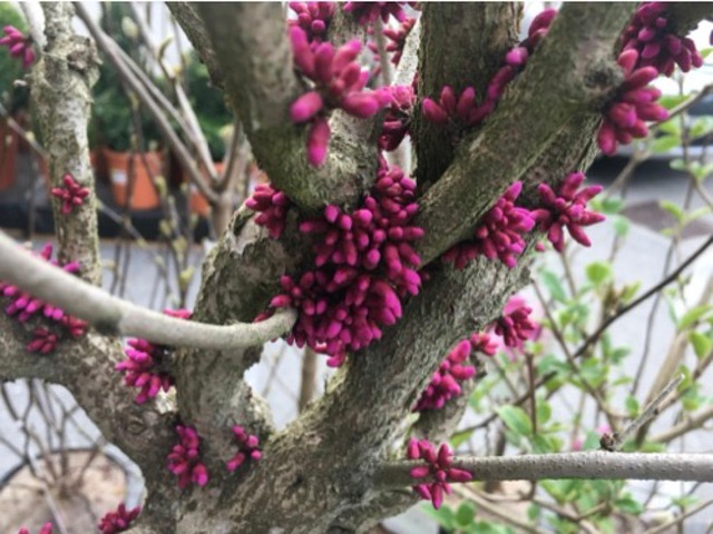 Tree Pink Flower Patels - Free photo on Pixabay - Pixabay