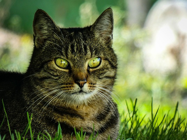 Free Animal Cat photo and picture
