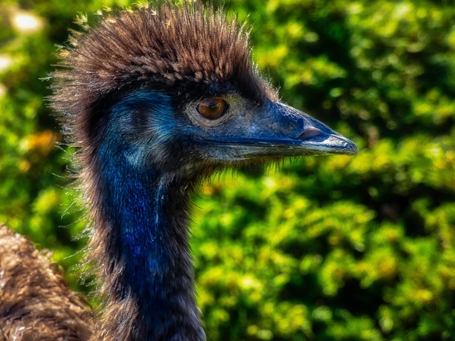 Free Bird Ostrich photo and picture