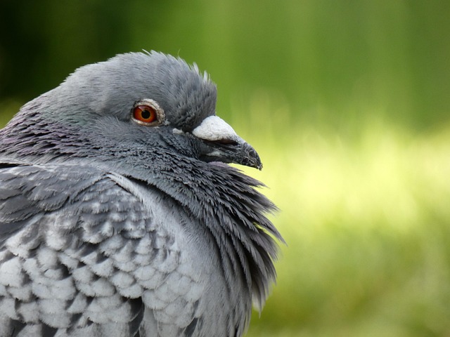 Free Bird Dove photo and picture