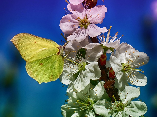 Free Flower Summer photo and picture