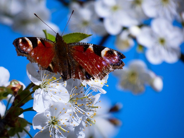 Free Flower Nature photo and picture