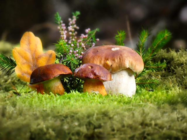 Free Mushrooms Mycology photo and picture