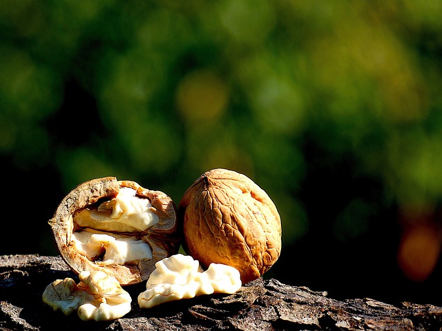 Free Nuts Nature photo and picture
