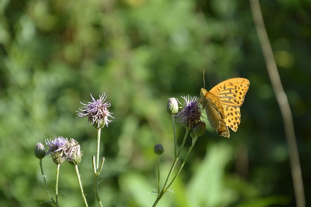 Sommerfugl, Insekt, Blomst, Tidsel