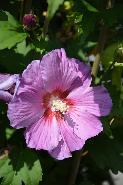 Blomst, Natur, Hibiscus, Blomstre