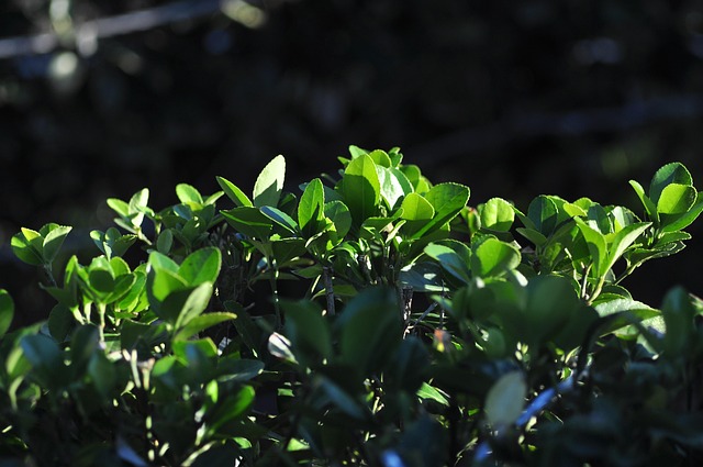 Free Plants Leaves photo and picture