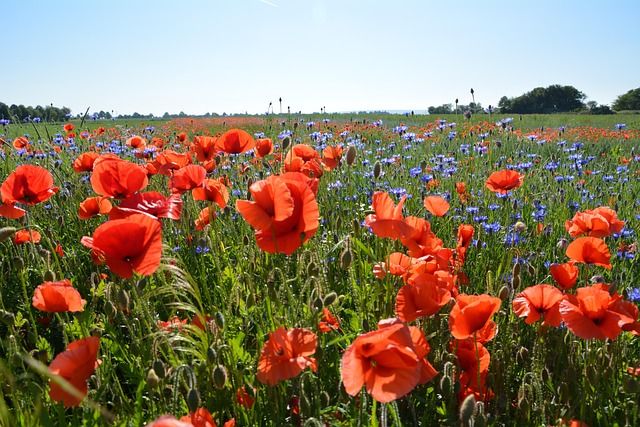 Valmue, Blomst, Natur, Vildblomster, Eng
