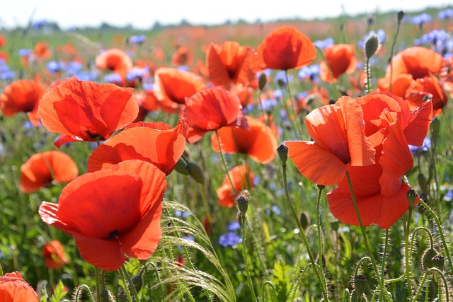 Valmue, Blomster, Planter, Eng