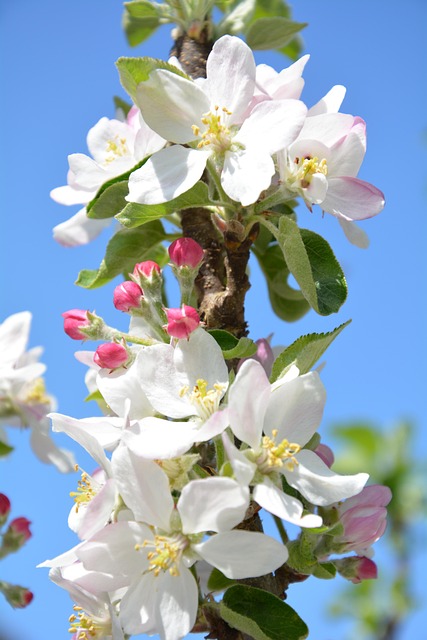 Æbleblomster, Blomster, Gren, Kronblade