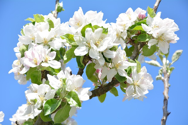 Æbleblomster, Blomster, Gren, Kronblade