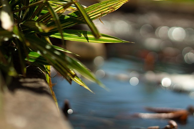 Free Garden Pond photo and picture