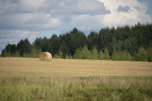 Rick, Fân, Câmp, Luncă, Copaci, Pădure