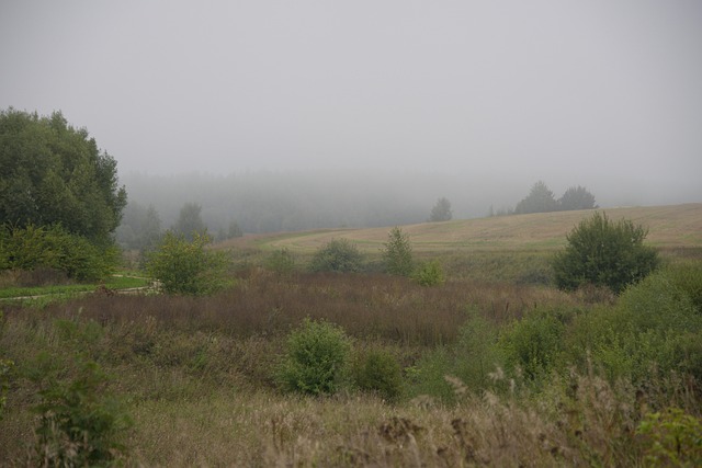 Ceaţă, Pădure, Natură, Peisaj, Câmp